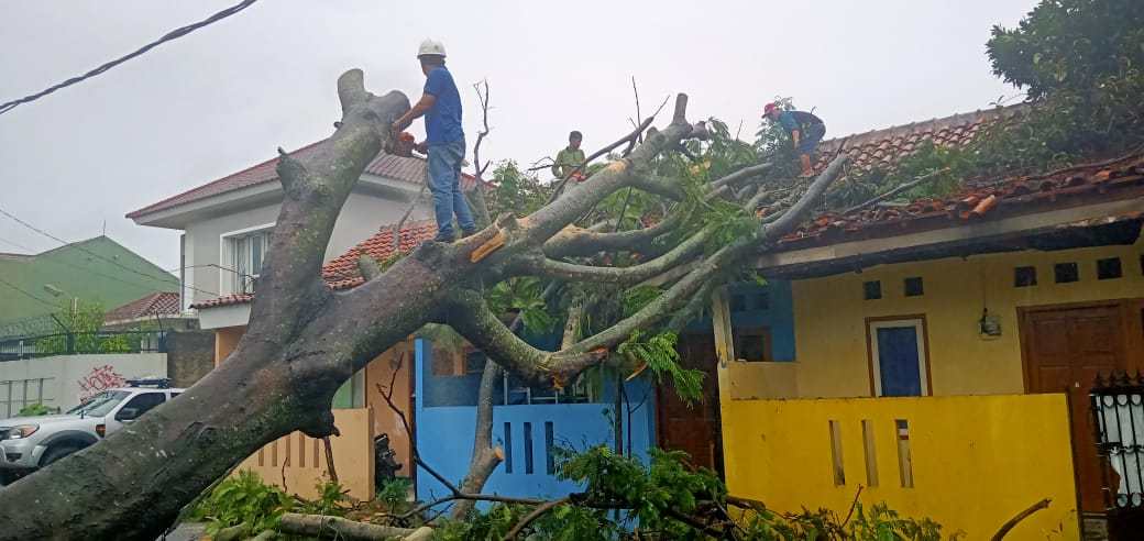 Pohon Tumbang, Tiga Kontrakan Rumah Rusak Parah