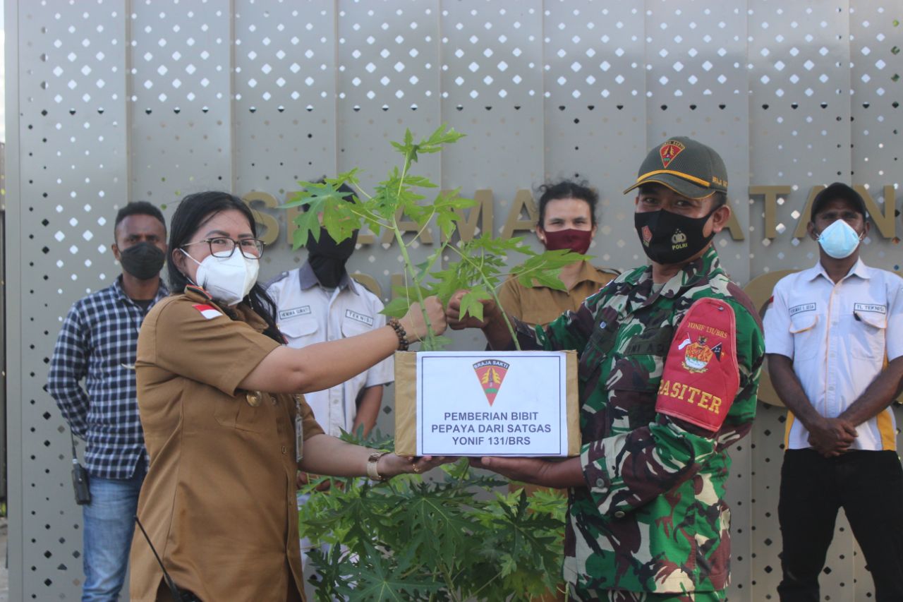 Memanfaatkan dan Memelihara Lingkungan Tetap Hijau, TNI Tanam 500 Pohon Pepaya di PLBN Skouw Papua