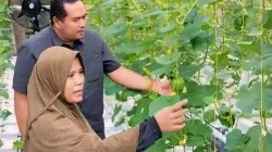 KAIC Desa Kampung Apar Kembangkan Budidaya Melon Golden Hidroponik Sistem Dutch Bucket